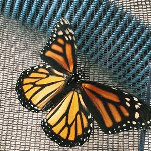 Meet your Posher, Molly